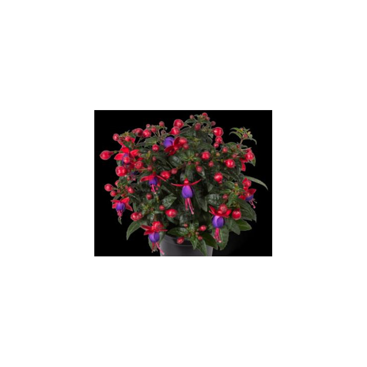 Fuchsia Droit - Rouge et violet