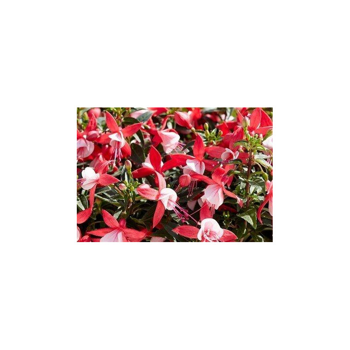 Fuchsia Droit - Rouge et blanc