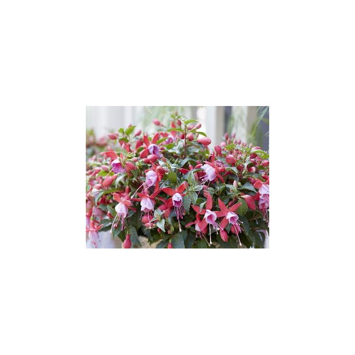 Fuchsia Droit - Rose et violet