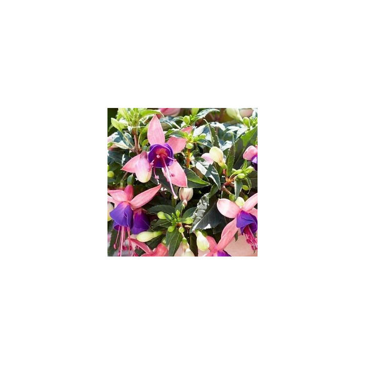 Fuchsia Droit - Blanc et violet