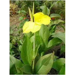 Canna - Feuillage rouge couleurs aléatoires