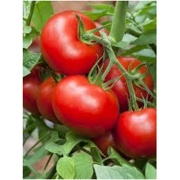 Tomate Prévia