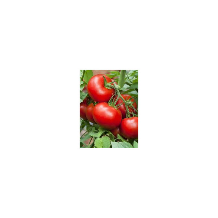Tomate Prévia