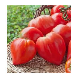Tomate Cœur de bœuf rouge