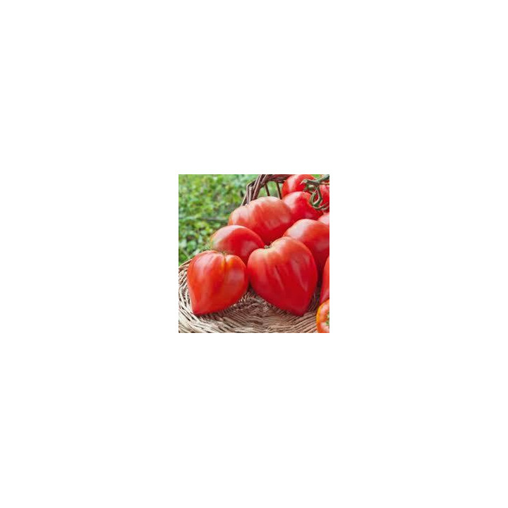 Tomate Cœur de bœuf rouge