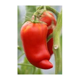 Tomate Andine Cornue