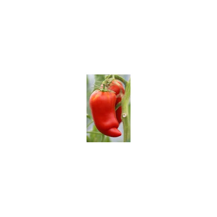 Tomate Andine Cornue