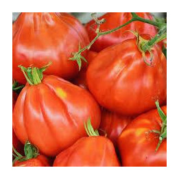 Tomate Liguria