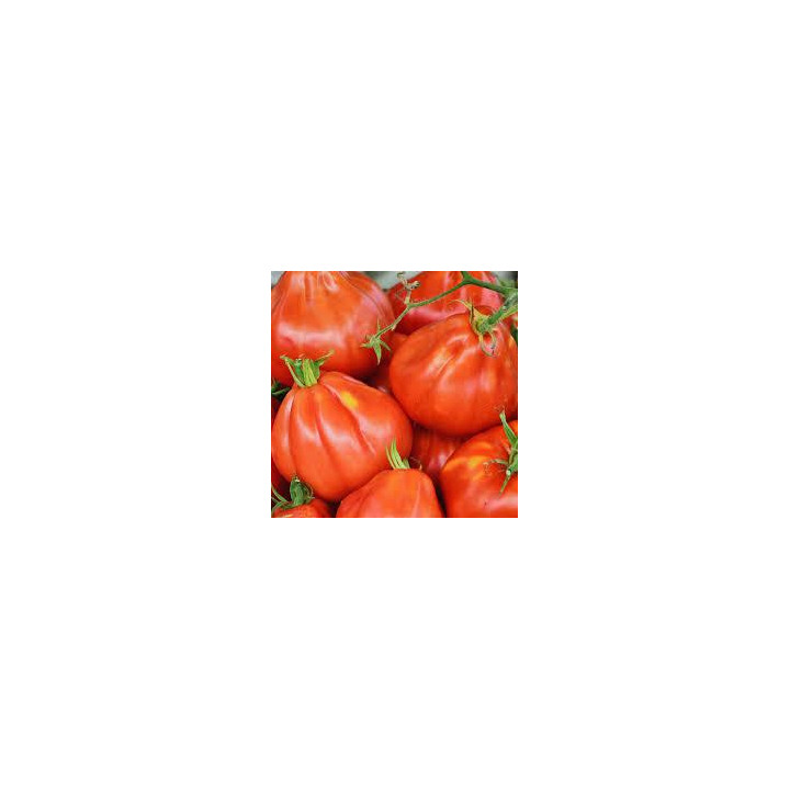 Tomate Liguria