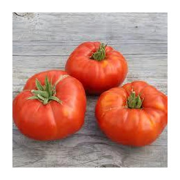Tomate Russe