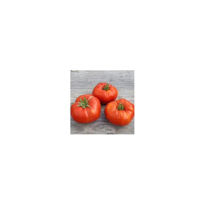 Tomate Russe