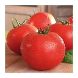 Tomate Maestria