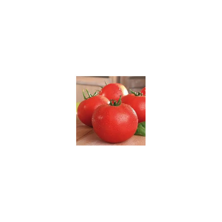 Tomate Maestria