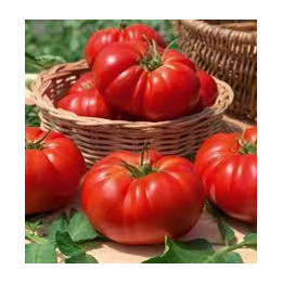 Tomate Marmande