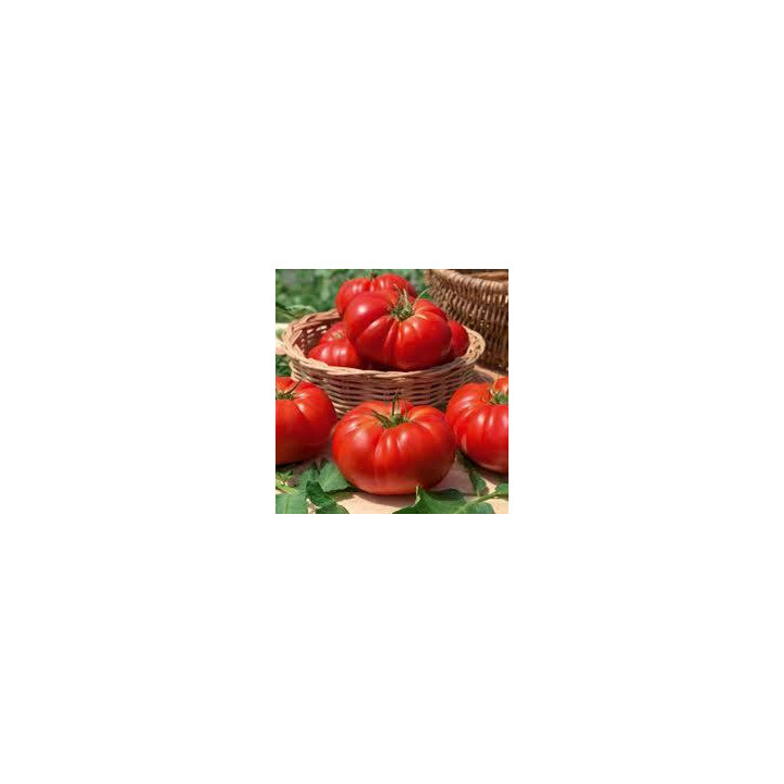 Tomate Marmande