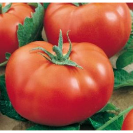 Tomate Fournaise