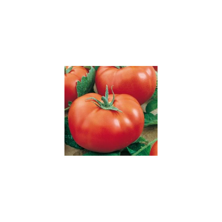 Tomate Fournaise