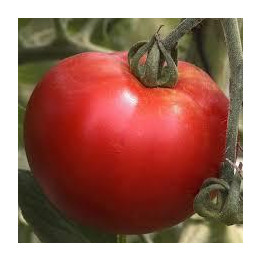 Tomate Cobra