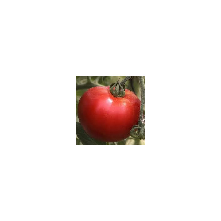 Tomate Cobra