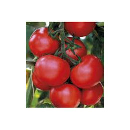 Tomate Grappe