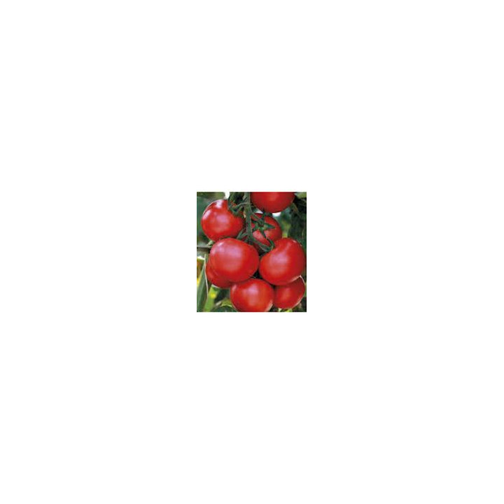 Tomate Grappe