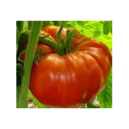 Tomate Supersteak