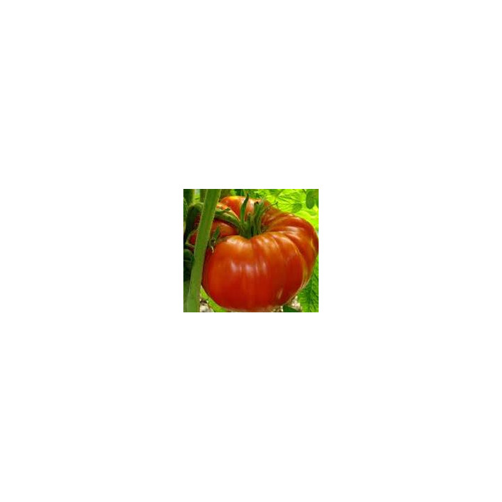 Tomate Supersteak
