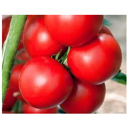 Tomate Bureleque