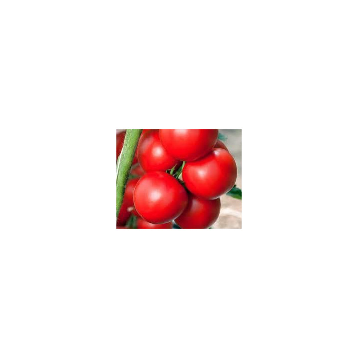 Tomate Bureleque