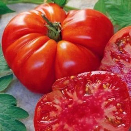 Tomate Tomande