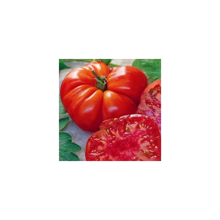 Tomate Tomande