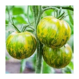 Tomate Zebra Green