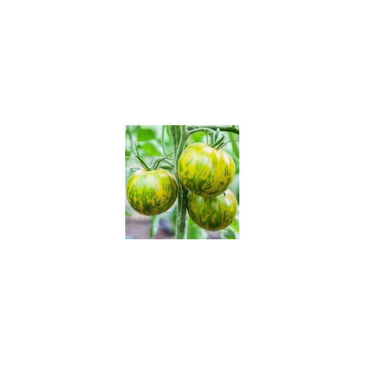 Tomate Zebra Green