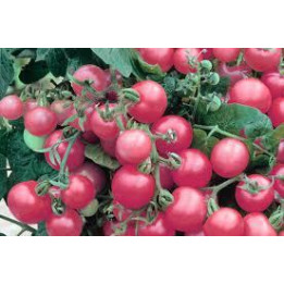Tomate Rose Crush