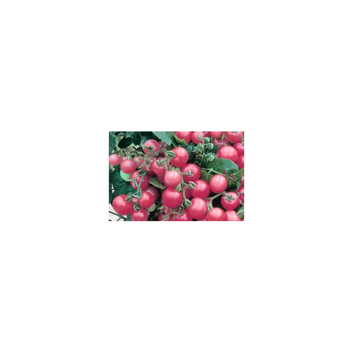 Tomate Rose Crush