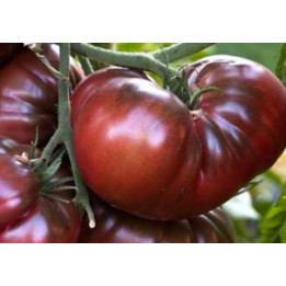 Tomate Noire de Crimée