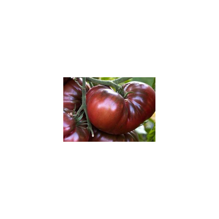 Tomate Noire de Crimée