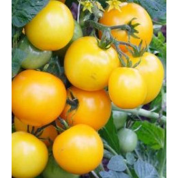 Tomate Lemon Boy