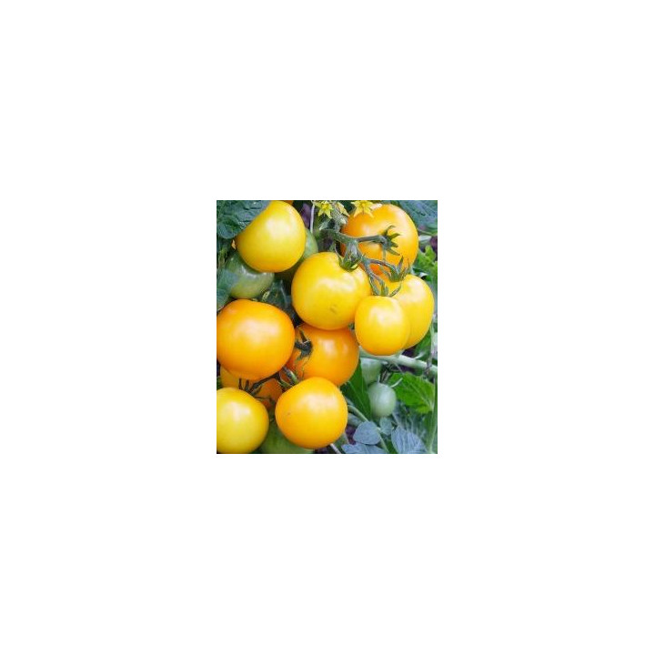 Tomate Lemon Boy