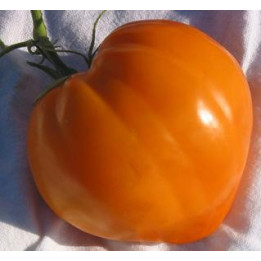Tomate Cœur de bœuf orange