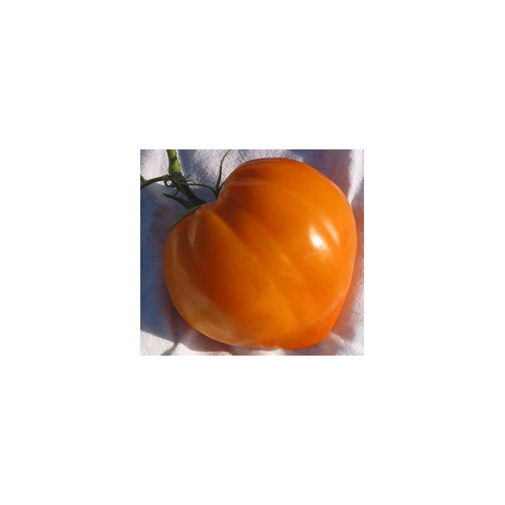 Tomate Cœur de bœuf orange