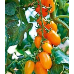 Tomate Trilly - Mini olivette orange