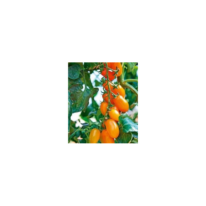 Tomate Trilly - Mini olivette orange
