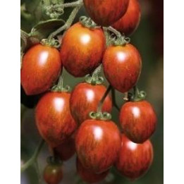 Tomate Cookie