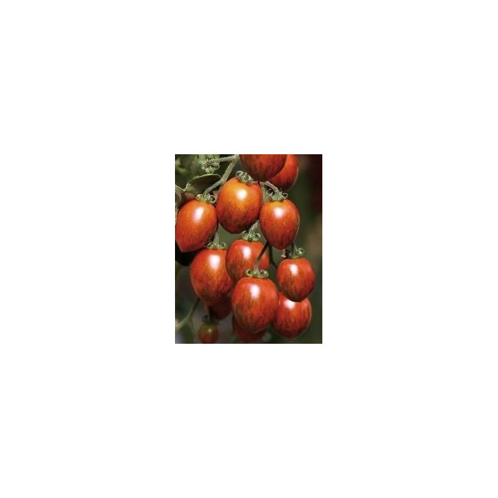 Tomate Cookie
