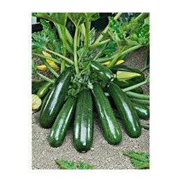 Courgette longue verte