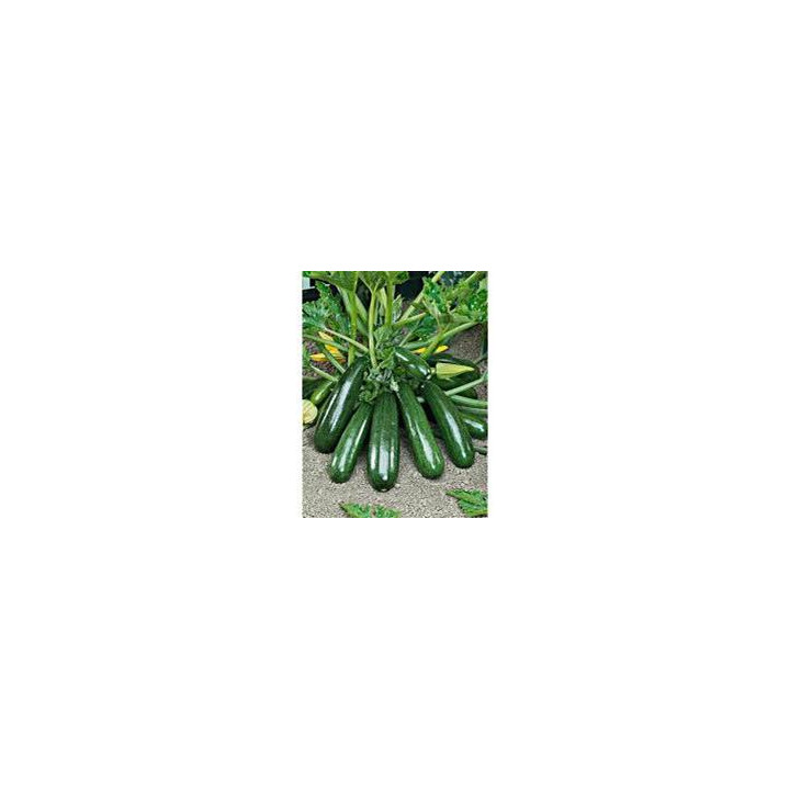 Courgette longue verte