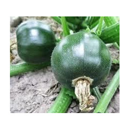 Courgette ronde
