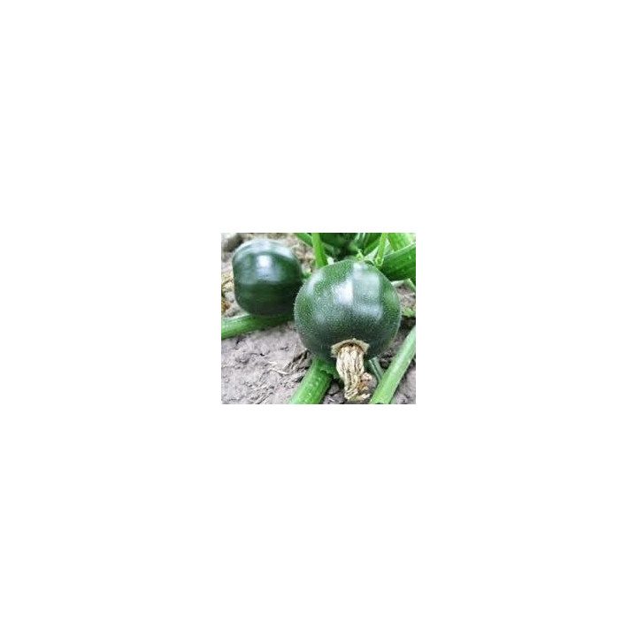 Courgette ronde