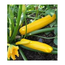 Courgette longue jaune